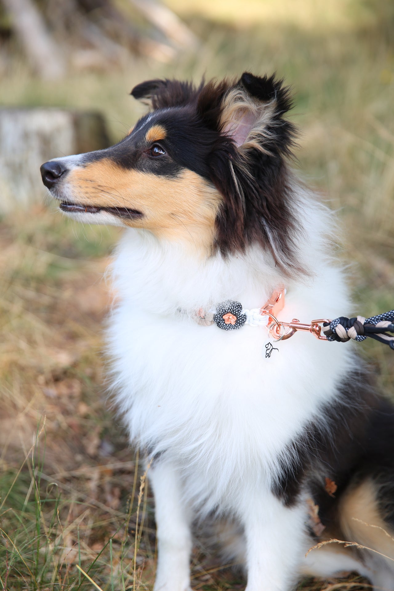 Individuelles Halsband "Daisy" aus Paracord