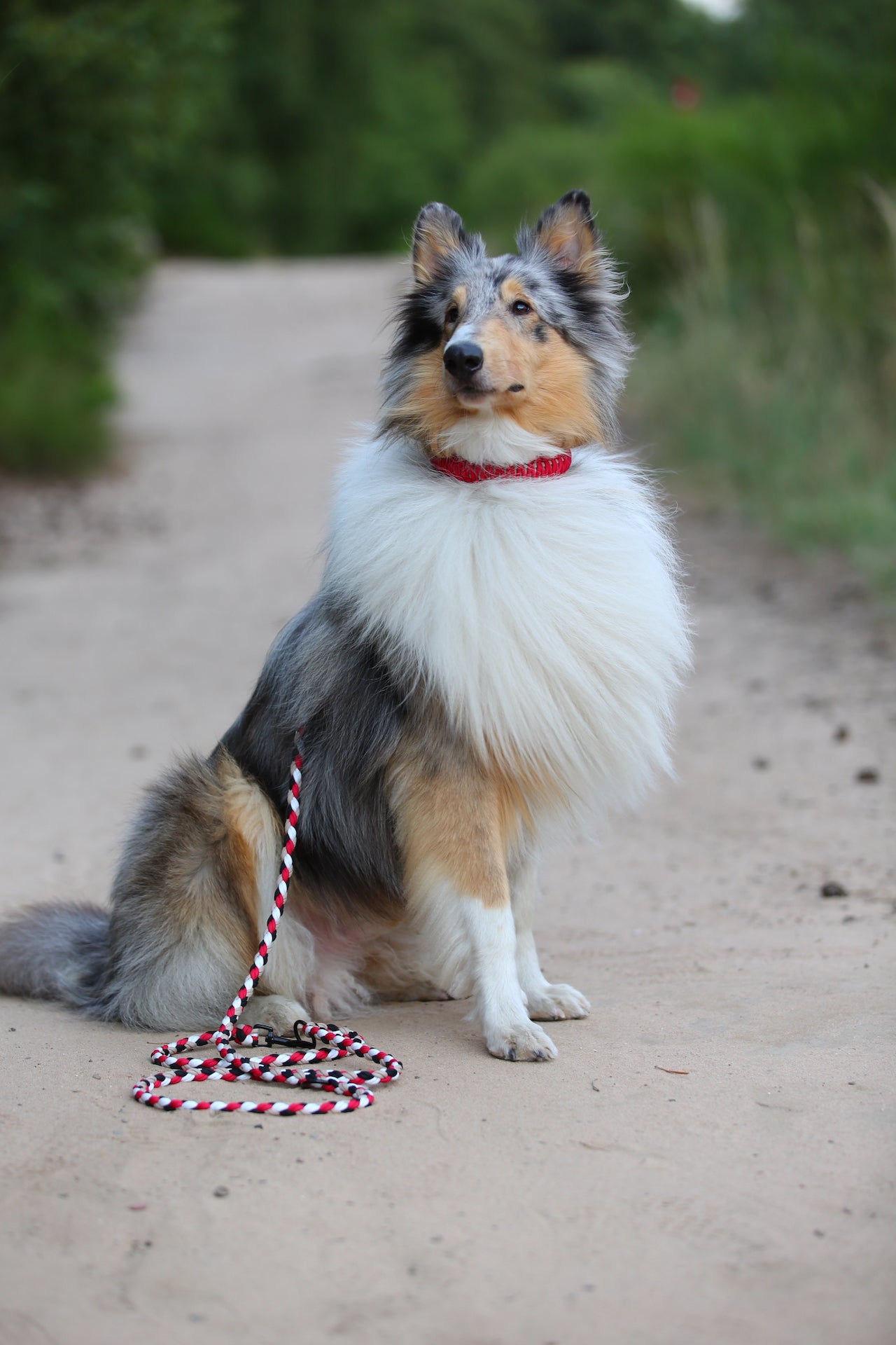Sofortkaufleine aus Paracord für mittlere Hunde von 8-25 kg / 250 cm