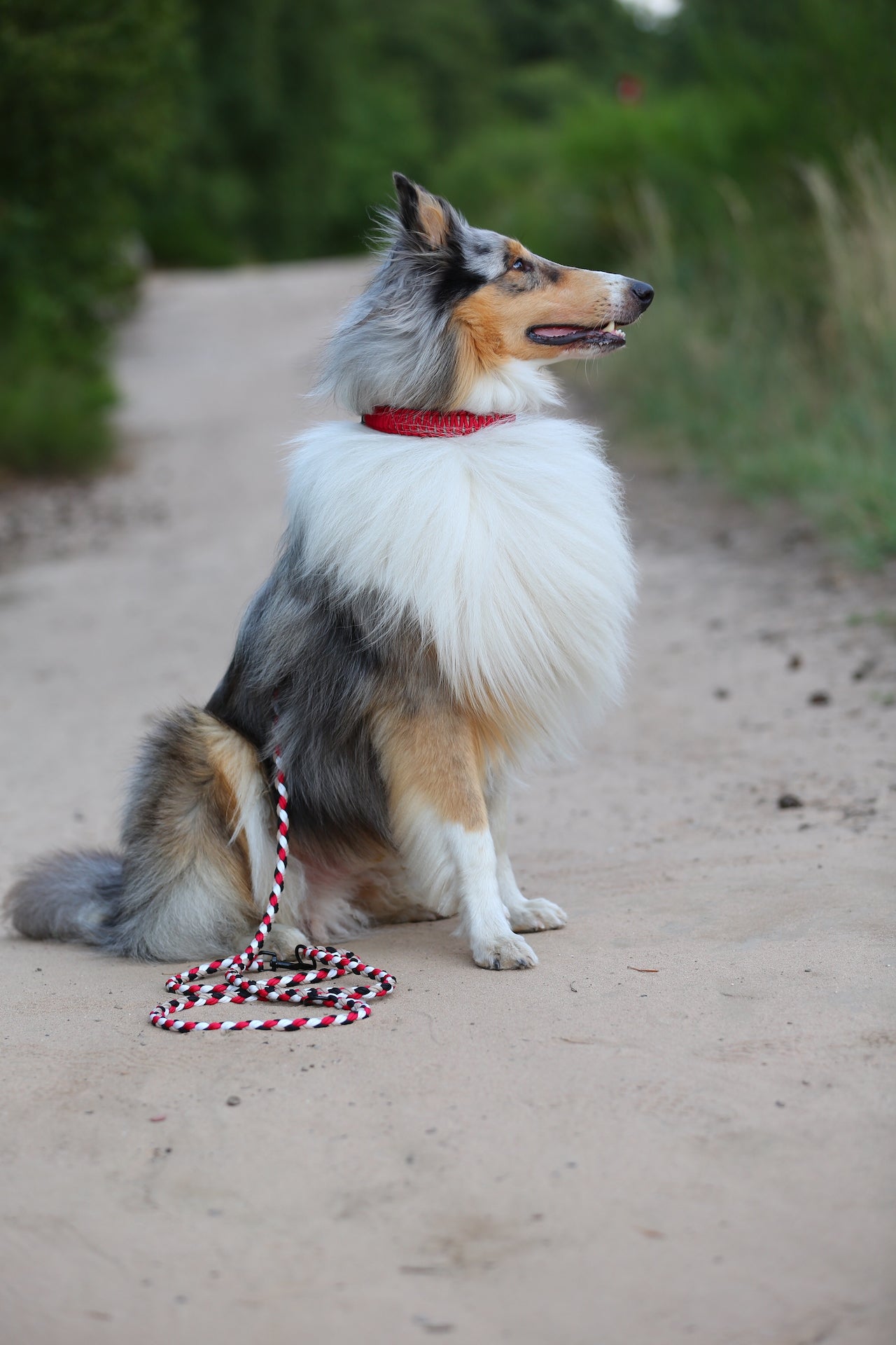 Sofortkaufleine aus Paracord für mittlere Hunde von 8-25 kg / 250 cm